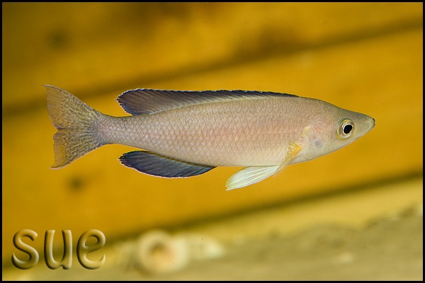 Cyprichromis sp. 'leptosoma jumbo' Kekese